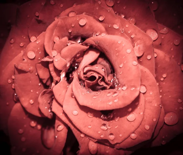 Cabeza de flor rosa de cerca. Rosa con gotas de agua. Vista superior, enfoque profundo . —  Fotos de Stock