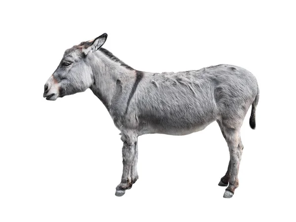 Esel in voller Länge isoliert auf weiß — Stockfoto