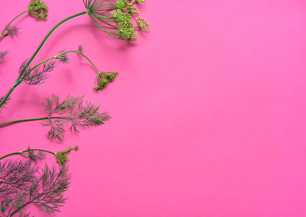 Sprig of dill isolated on pink background
