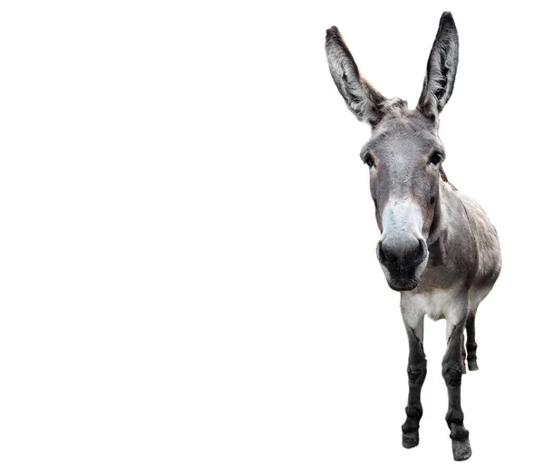 Ezel volledige lengte geïsoleerd op wit. Grappige grijze ezel staande in de voorkant van de camera. Landbouwhuisdieren. — Stockfoto