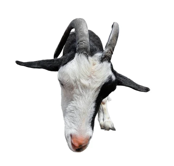 Kozy izolowane na białym tle — Zdjęcie stockowe