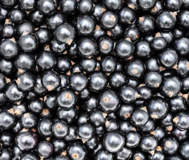 Siyah frenk üzümü. Üst te. Siyah frenk üzümü yığını backgraund'a yakın. Yaz meyveleri.