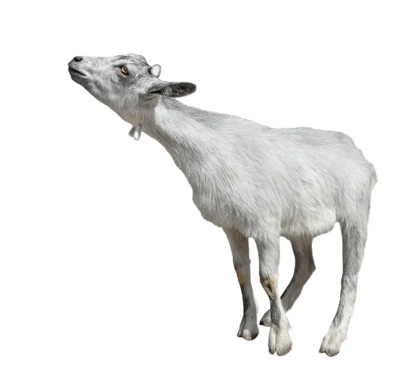 Cabra isolada sobre fundo branco — Fotografia de Stock