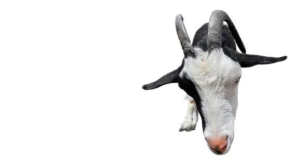 Goat isolated on white background — Stock Photo, Image