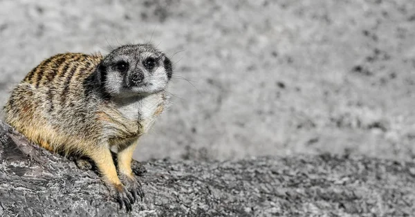 Funny Meerkat Manor sits in a clearing at the zoo and blurry bokeh. Meerkat or suricate looking in the sky. Meerkat close up. Zoo animals — Stock Photo, Image