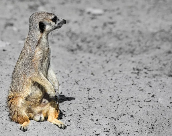 Divertido Meerkat Manor se sienta en un claro en el zoológico y borroso bokeh. Meerkat o suricate mirando en el cielo. Meerkat de cerca. Animales del zoológico — Foto de Stock