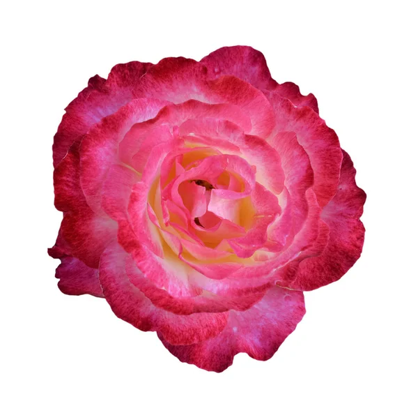 Vista dall'alto sulla bella testa di rosa rossa da vicino. Rosa rossa isolata. Testa di rosa tenera da vicino. Fiori da giardino. Concentrazione profonda . — Foto Stock
