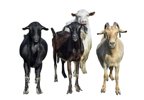 Grupo de cabras aisladas en blanco — Foto de Stock