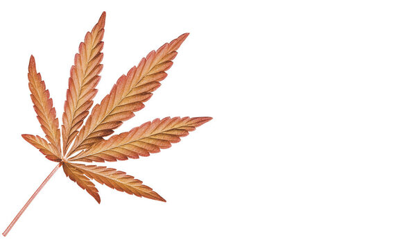 Yellow and orange cannabis leaf isolated on white. Hemp leaf close up.