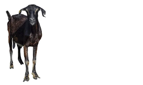 Funny black Goat isolated on white background. Goat with long ears standing full length cut out. Farm animals. Copy space. — Stock Photo, Image