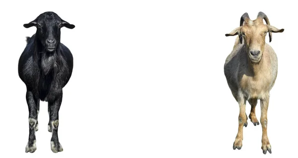 Kambing hitam dan putih dengan telinga panjang terisolasi pada latar belakang putih . — Stok Foto