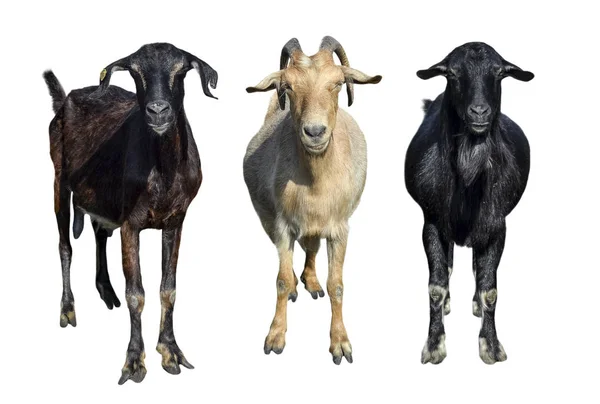 Grupo de cabras aisladas en blanco. Cabras de pie de cuerpo entero y mirando en cámara. Animales de granja — Foto de Stock