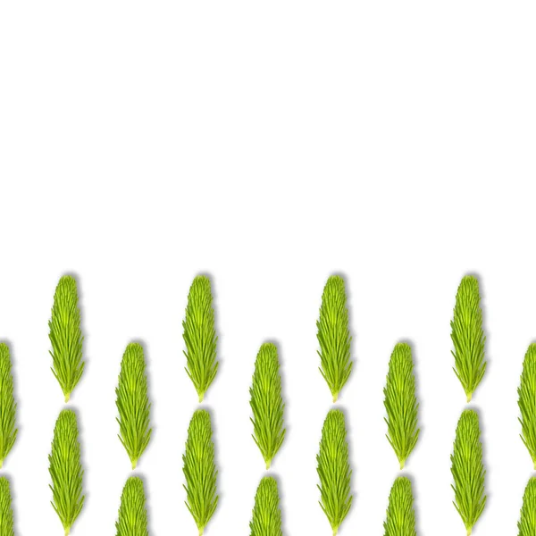 Young Spruce tak geïsoleerd op wit. Fir Tree Branch naadloze patroon. Ruimte kopiëren. — Stockfoto