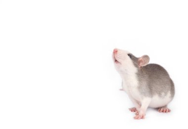 Komik genç fare beyaz izole. Evcil hayvan.