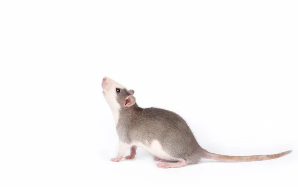 Legrační mladá krysa izolovaná na bílém. Domácí zvířata. — Stock fotografie