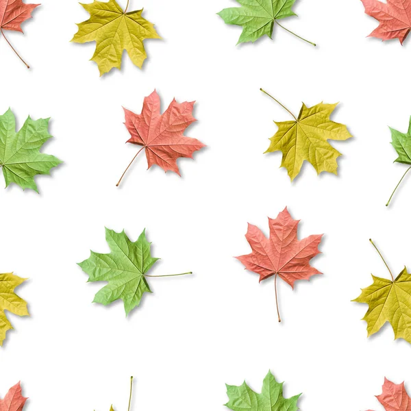 秋のバクグラウンド、カラフルなカエデはシームレスなパターンを残します。カエデの葉が孤立. — ストック写真
