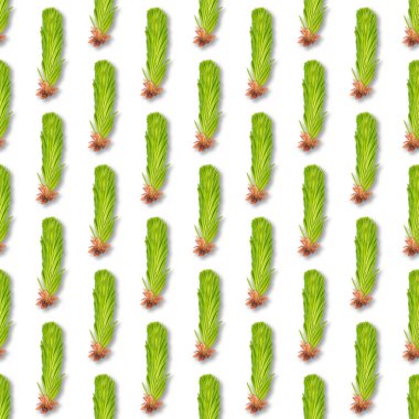 Genç ladin dalı beyaz izole. Beyaz üzerinde köknar ağacı dalı dikişsiz desen