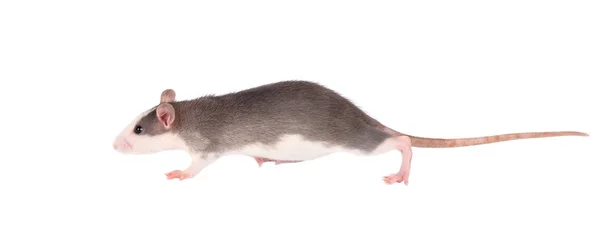 Забавная молодая крыса, изолированная на белом. Грызуны. Одомашненная крыса вблизи . — стоковое фото