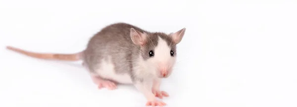 Drôle de jeune rat isolé sur blanc. Animaux rongeurs. Rat domestique en gros plan . — Photo