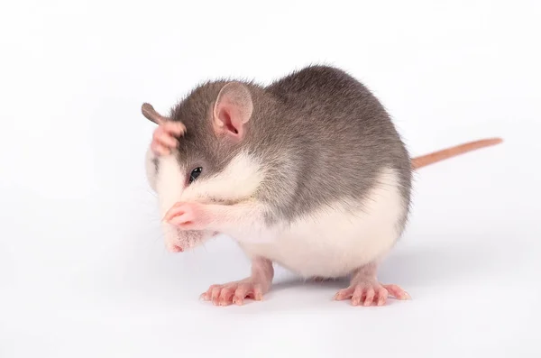 Rata joven y graciosa aislada en blanco. Mascotas de roedores. Rata domesticada de cerca . — Foto de Stock