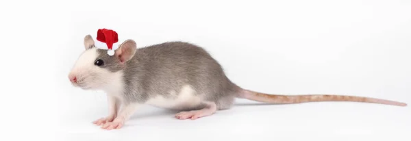 Legrační mladá krysa izolovaná na bílém. Rodent zvířata. Domestikovaná krysa blízkou. — Stock fotografie