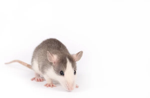 Rata joven y graciosa aislada en blanco. Mascotas de roedores. Rata domesticada de cerca . — Foto de Stock