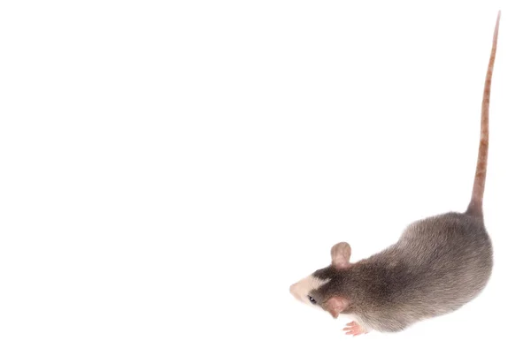Zabawny młody szczur na białym tle. Zwierzęta gryzoni. Udomowione szczur zbliżenie. — Zdjęcie stockowe