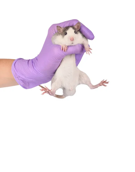 Ratto fissato nella mano del veterinario — Foto Stock