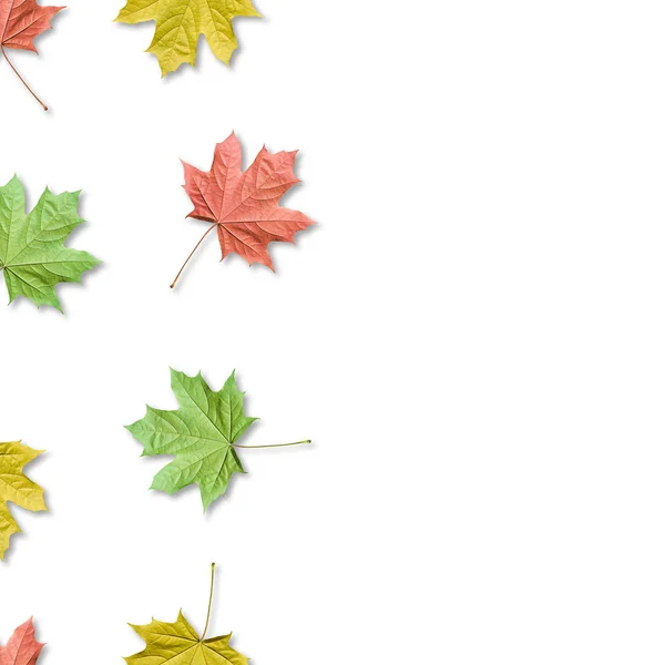 가을 박그라운드, 화려한 단풍 나무는 매끄러운 패턴을 나뭇잎. 단풍 나무 잎이 고립되어 있습니다. 복사 공간. — 스톡 사진