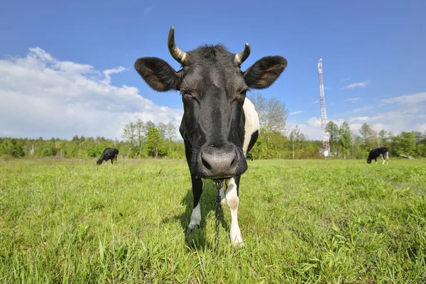 Portret krowy na pastwisku na polu. Młody czarny i biały cielę patrząc na kamerę. Ciekawy zabawny krowa z zabawnym wielkim pysk i naturalnym tłem — Zdjęcie stockowe