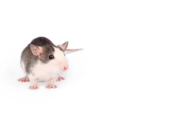 Funny young rat isolated on white. Rodent pets. Domesticated rat close up. — Stock Photo, Image