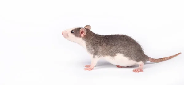 Rata joven y graciosa aislada en blanco. Mascotas de roedores. Rata domesticada de cerca . —  Fotos de Stock