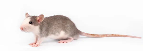 Drôle de jeune rat isolé sur blanc. Animaux rongeurs. Rat domestique en gros plan . — Photo