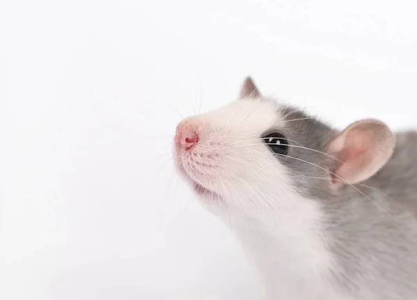 Portrait of Funny young rat isolated on white. Rodent pets. Domesticated rat close up. Rat washes its face with its paws — Stock Photo, Image