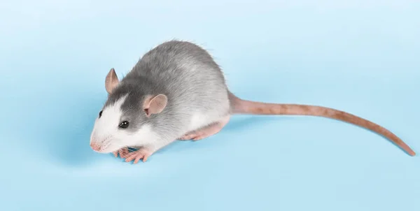 Drôle de jeune rat isolé sur fond bleu clair. Animaux rongeurs. Un rat domestiqué de près. Rat se lave le visage avec ses pattes — Photo