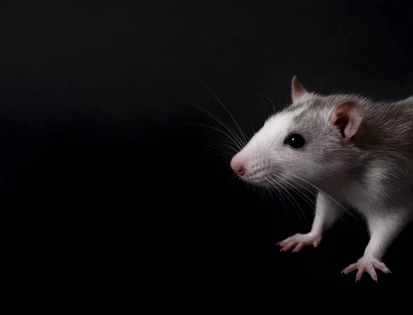 Rata gris joven aislada sobre fondo negro. Mascotas de roedores. Rata domesticada de cerca. La rata huele el aire — Foto de Stock