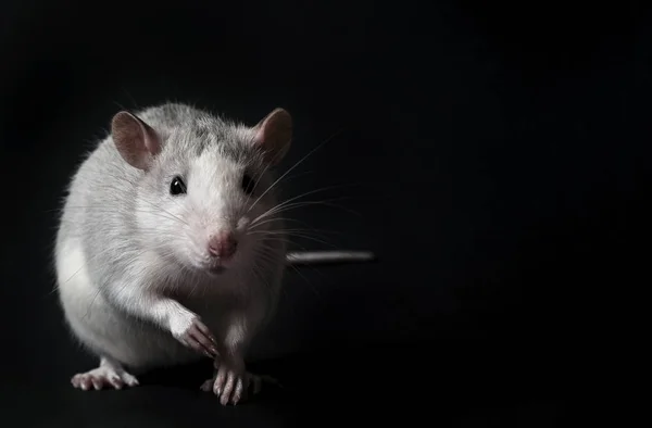 Ung grå råtta isolerad på svart bakgrund. Gnagare husdjur. Domesticerad råtta på nära håll. Råttan sniffar i luften — Stockfoto