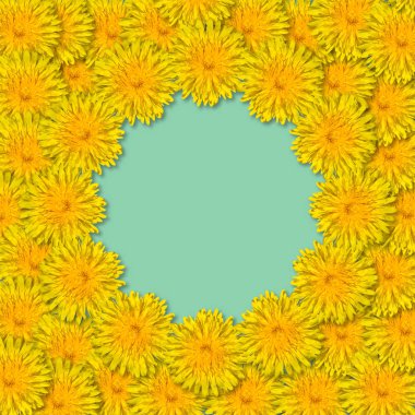 Sarı çiçekler mavi ya da nane arkaplanda izole bir çerçeveye yerleştirilmiş. Karahindiba çiçekleri. Boşluğu kopyala.