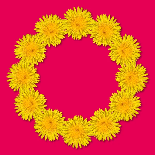 Gele bloemen gerangschikt in een rond frame geïsoleerd op felroze achtergrond. Bloemen frame van paardebloemen. Kopieerruimte. — Stockfoto