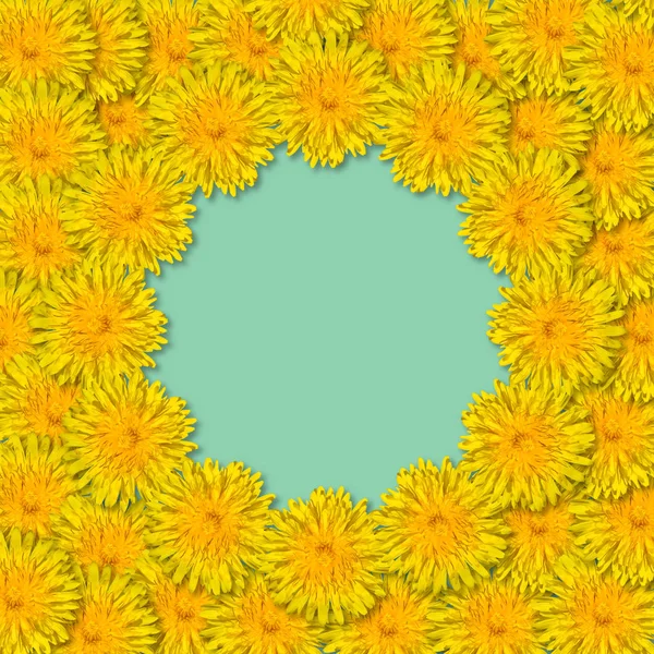 Жовті квіти розташовані в рамці ізольовані на синьому або м'ятному фоні. Квіткова рамка з кульбаб. Копіювати простір . — стокове фото