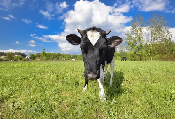Dierlijke grote snuit. Het portret van koe met grote snuit op de achtergrond van groen veld. Landbouwhuisdieren. Grazende koe — Stockfoto