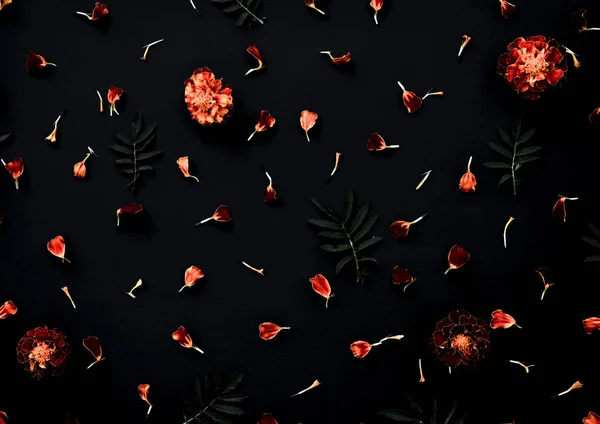 Marigolds pe fundal negru. Model cu flori de gălbenele pe fundal negru. Plat lay . — Fotografie, imagine de stoc