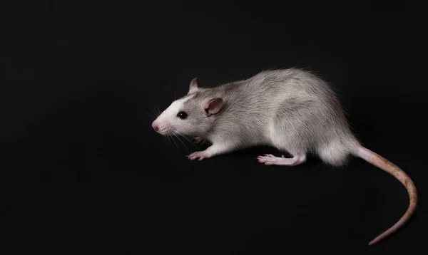 Rata gris joven aislada sobre fondo negro. Mascotas de roedores. Rata domesticada de cerca. La rata está mirando a la cámara — Foto de Stock