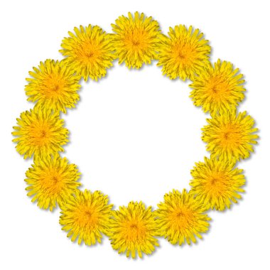 Sarı çiçekler beyaz arka planda izole edilmiş yuvarlak bir çerçeveye dizilmiş. Karahindiba çiçekleri. Boşluğu kopyala.