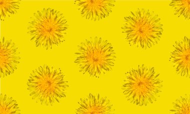Kusursuz sarı çiçek desenli. Karahindiba çiçeği yaz arkaplanı kapat.