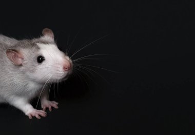 Genç gri sıçan siyah arka planda izole edilmiş. Kemirgen hayvanlar. Evcil sıçan yakın çekim. Fare havayı kokluyor.