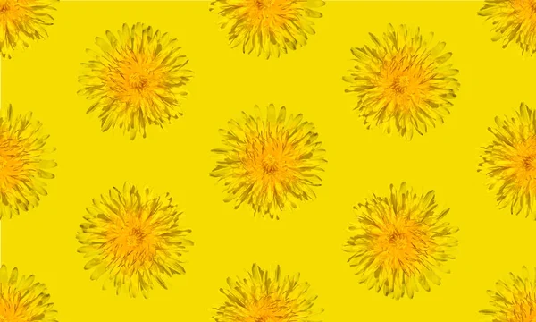 Bezešvé žluté květinové patterm. Pampeliška květiny letní pozadí zavřít. — Stock fotografie