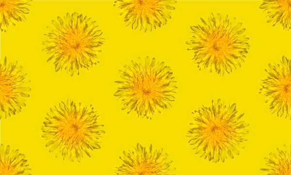 Kusursuz sarı çiçek desenli. Karahindiba çiçeği yaz arkaplanı kapat.