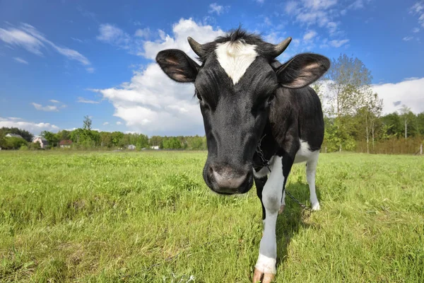 Zwierzę duży pyz. Portret krowy z wielkim pychą na tle zielonego pola. Zwierzęta gospodarskie. Wypas krowy — Zdjęcie stockowe