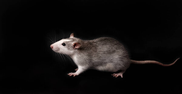 Young gray rat isolated on black background. Rodent pets. Domesticated rat close up. The rat is looking at the camera